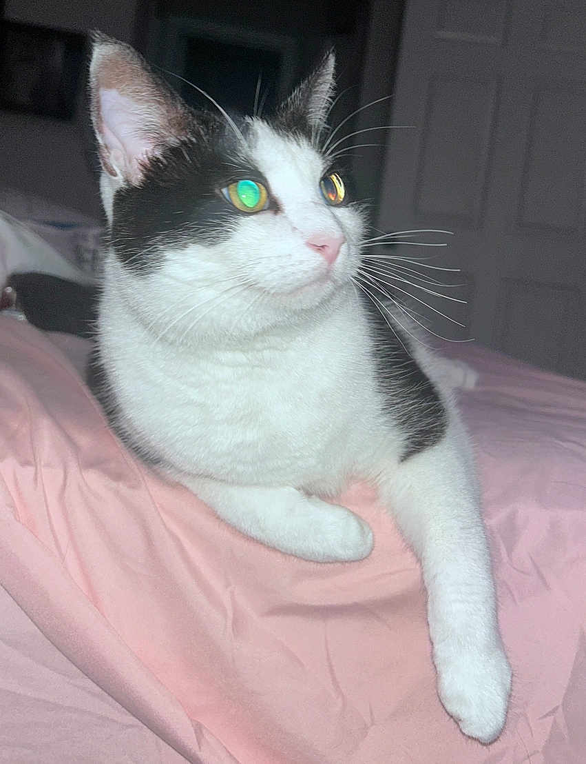 Mortimer is registered to the contest to win money with this photo: cat, black_and_white, pet, animal, whiskers, bed, blanket, indoor, feline, cute, relaxed, fur, pink, resting, domestic, sleepy, comfort, portrait, closeup, eyes