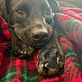 Drea is registered to the contest to win money with this photo: dog, black_dog, close_up, paws, nose, eyes, blanket, plaid, red, green, resting, indoor, cozy, fur, pet, animal, soft_focus, portrait, cute, relaxed