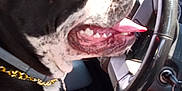 Booboo joined the competition — help win amazing prizes! animal, black_and_white, canine, car_interior, chain, collar, dashboard, dog, happy, inside, keychain, pet, seat, seat_cover, side_view, steering_wheel, sunlight, tongue_out, vehicle, window