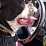 animal, black_and_white, canine, car_interior, chain, collar, dashboard, dog, happy, inside, keychain, pet, seat, seat_cover, side_view, steering_wheel, sunlight, tongue_out, vehicle, window