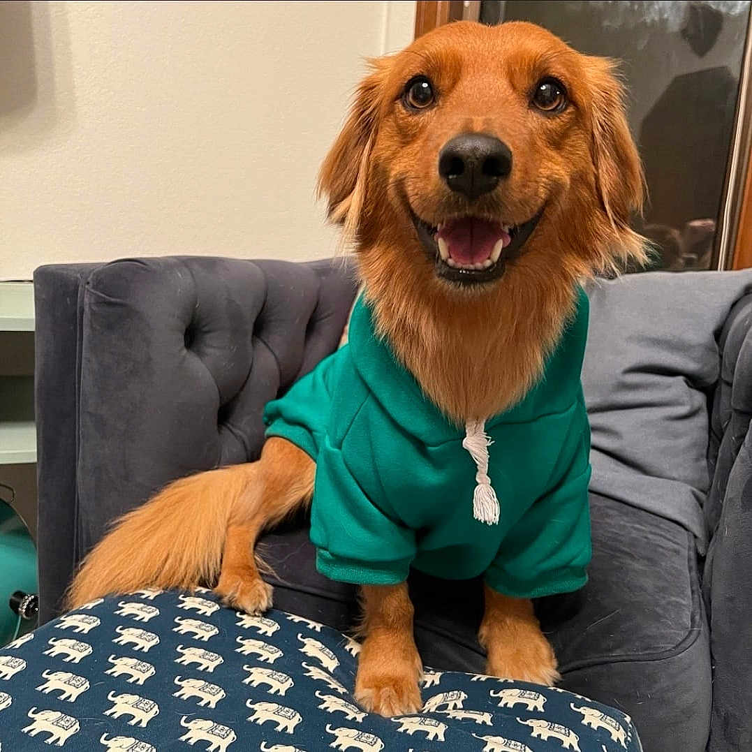 Molly is registered to the contest to win money with this photo: animal, canine, chair, clothing, couch, cushion, dog, dogbed, furniture, goldenretriever, homedecor, person, pet, puppy, racket, sitting, sleeve, sport, tennis, tennisracket