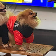 Cash is registered to the contest to win money with this photo: dog, pomeranian, pet_clothing, jacket, wooden_table, indoor, hand, treat, fur, small_dog, looking, blurred_background, television, animal, cute, domestic_pet, standing, brown_fur, orange_jacket, black_jacket