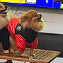 dog, pomeranian, pet_clothing, jacket, wooden_table, indoor, hand, treat, fur, small_dog, looking, blurred_background, television, animal, cute, domestic_pet, standing, brown_fur, orange_jacket, black_jacket