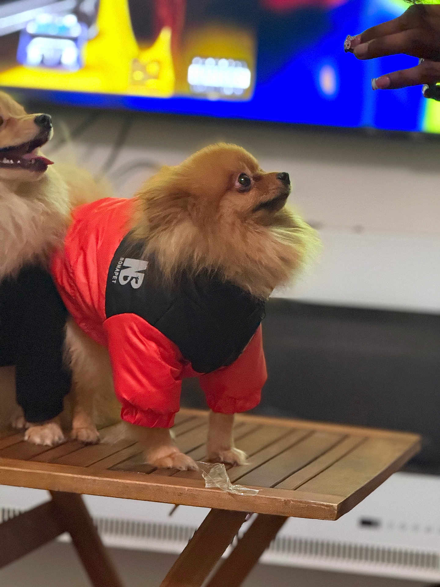 Cash is registered to the contest to win money with this photo: dog, pomeranian, pet_clothing, jacket, wooden_table, indoor, hand, treat, fur, small_dog, looking, blurred_background, television, animal, cute, domestic_pet, standing, brown_fur, orange_jacket, black_jacket