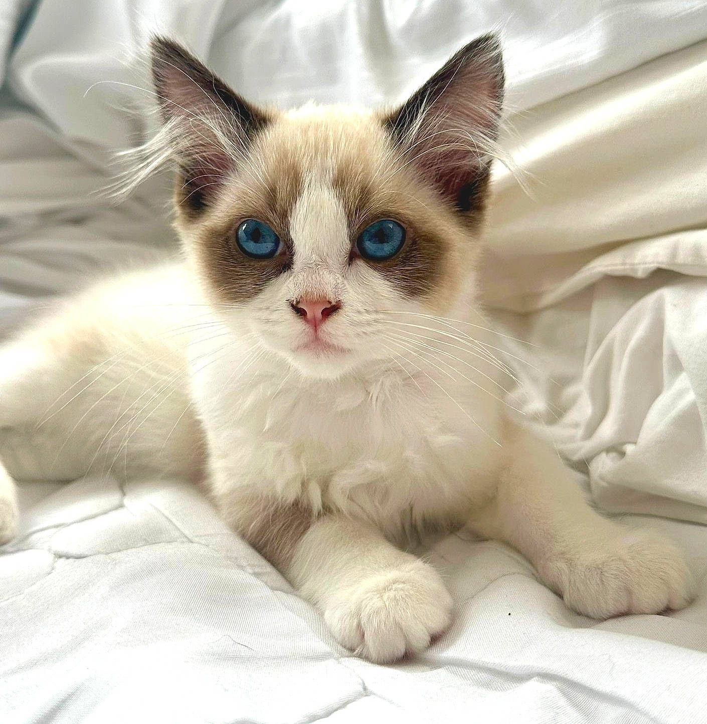 April is registered to the contest to win money with this photo: balinese, birman, carnivore, cat, claw, comfort, domestic_short_haired_cat, eye, fang, fawn, felidae, fur, iris, paw, photo_caption, small_to_medium_sized_cats, snout, tail, thai, whiskers