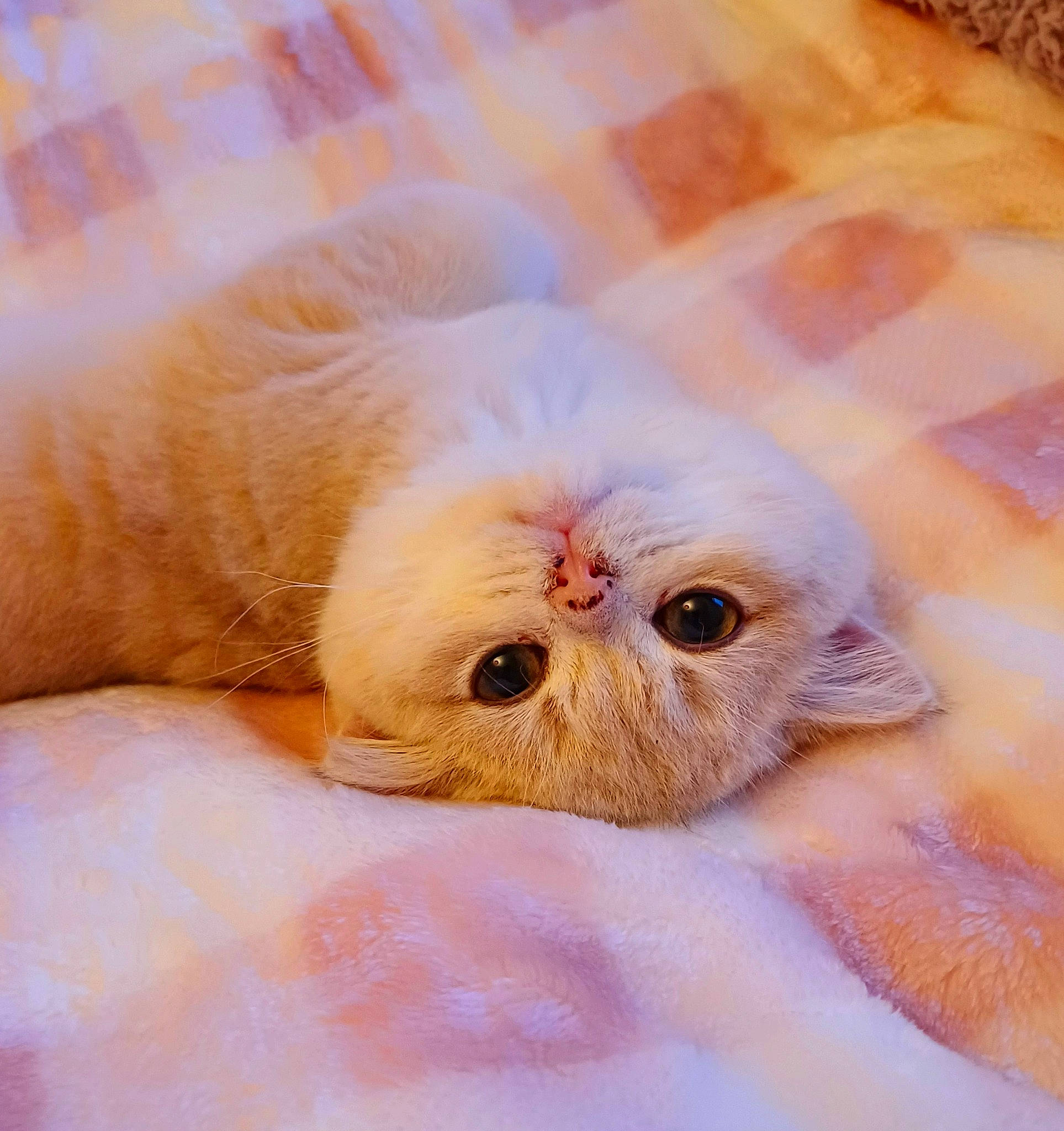 Ella joined the competition — help win amazing prizes! canidae, carnivore, cat, claw, domestic_short_haired_cat, eye, fawn, felidae, fur, glasses, linens, paw, peach, petal, plant, small_to_medium_sized_cats, snout, terrestrial_animal, whiskers, wildlife