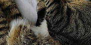 Jasper joined the competition — help win amazing prizes! animal, bed, blanket, cat, closeup, comfort, cozy, cute, domestic, feline, fur, indoor, paw, pet, relaxation, resting, sleeping, tabby, whiskers, white
