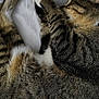 animal, bed, blanket, cat, closeup, comfort, cozy, cute, domestic, feline, fur, indoor, paw, pet, relaxation, resting, sleeping, tabby, whiskers, white