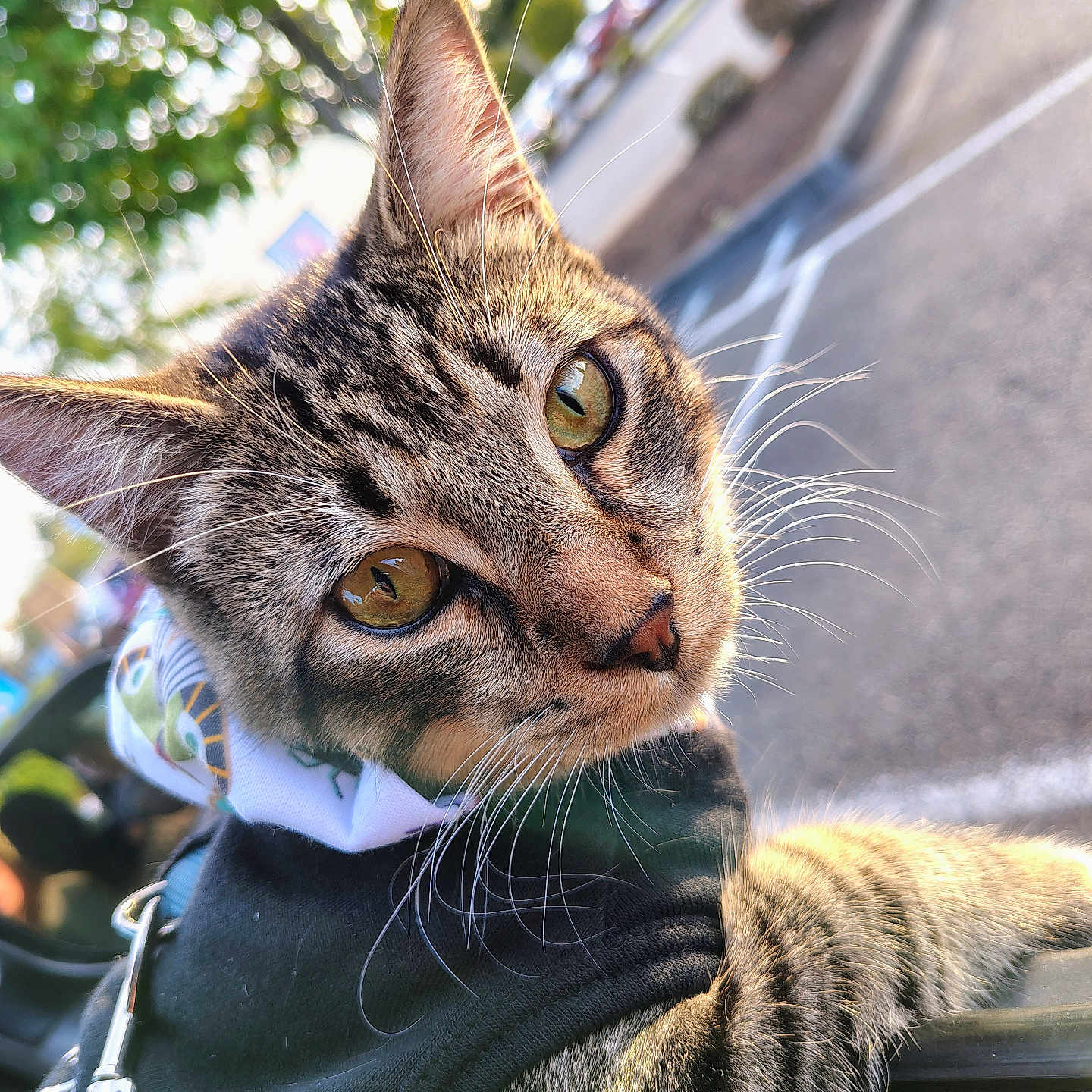 Jasper joined the competition — help win amazing prizes! animal, bandana, cat, close_up, curious, daylight, focus, fur, green_eyes, harness, nature, outdoor, parking_lot, pet, portrait, soft_background, sunlight, tabby, tree, whiskers
