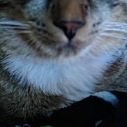 Jasper is registered to the contest to win money with this photo: animal, blanket, blurred, cat, close_up, closed_eyes, colorful, cozy, cute, feline, fur, indoor, muzzle, nose, pet, resting, sleeping, soft_texture, striped_fur, whiskers