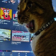 Jasper is registered to the contest to win money with this photo: animal, background_blur, cat, close_up, collar, computer_screen, curious, desktop, electronics, feline, game_icons, indoor, monitor, mouth_open, paw_prints, pet, profile_view, tabby_cat, technology, text_on_screen