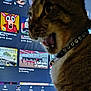 animal, background_blur, cat, close_up, collar, computer_screen, curious, desktop, electronics, feline, game_icons, indoor, monitor, mouth_open, paw_prints, pet, profile_view, tabby_cat, technology, text_on_screen