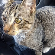 Jasper joined the competition — help win amazing prizes! cat, tabby, close_up, yellow_eyes, whiskers, collar, pet, feline, indoor, curious, animal, fur, stripes, sitting, face, nose, ear, paw, domestic_cat, looking