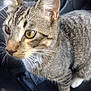 cat, tabby, close_up, yellow_eyes, whiskers, collar, pet, feline, indoor, curious, animal, fur, stripes, sitting, face, nose, ear, paw, domestic_cat, looking