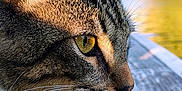 Jasper is registered to the contest to win money with this photo: cat, tabby, close_up, side_profile, yellow_eyes, whiskers, collar, bell, wood, lake, outdoor, nature, trees, sky, sunlight, pet, animal, fur, focus, serene