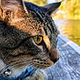 cat, tabby, close_up, side_profile, yellow_eyes, whiskers, collar, bell, wood, lake, outdoor, nature, trees, sky, sunlight, pet, animal, fur, focus, serene