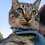 Jasper joined the competition — help win amazing prizes! cat, tabby, close_up, green_eyes, collar, harness, outdoor, sky, person_partial, red_hair, pet, animal, whiskers, fur, curious, portrait, daylight, nature, cute, face