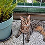 cat, tabby_cat, pet, animal, outdoor, plant, potted_plant, greenery, fence, relaxed, laying_down, pebble_floor, nature, closeup, domestic_cat, whiskers, eyes, ears, fur, sidewalk
