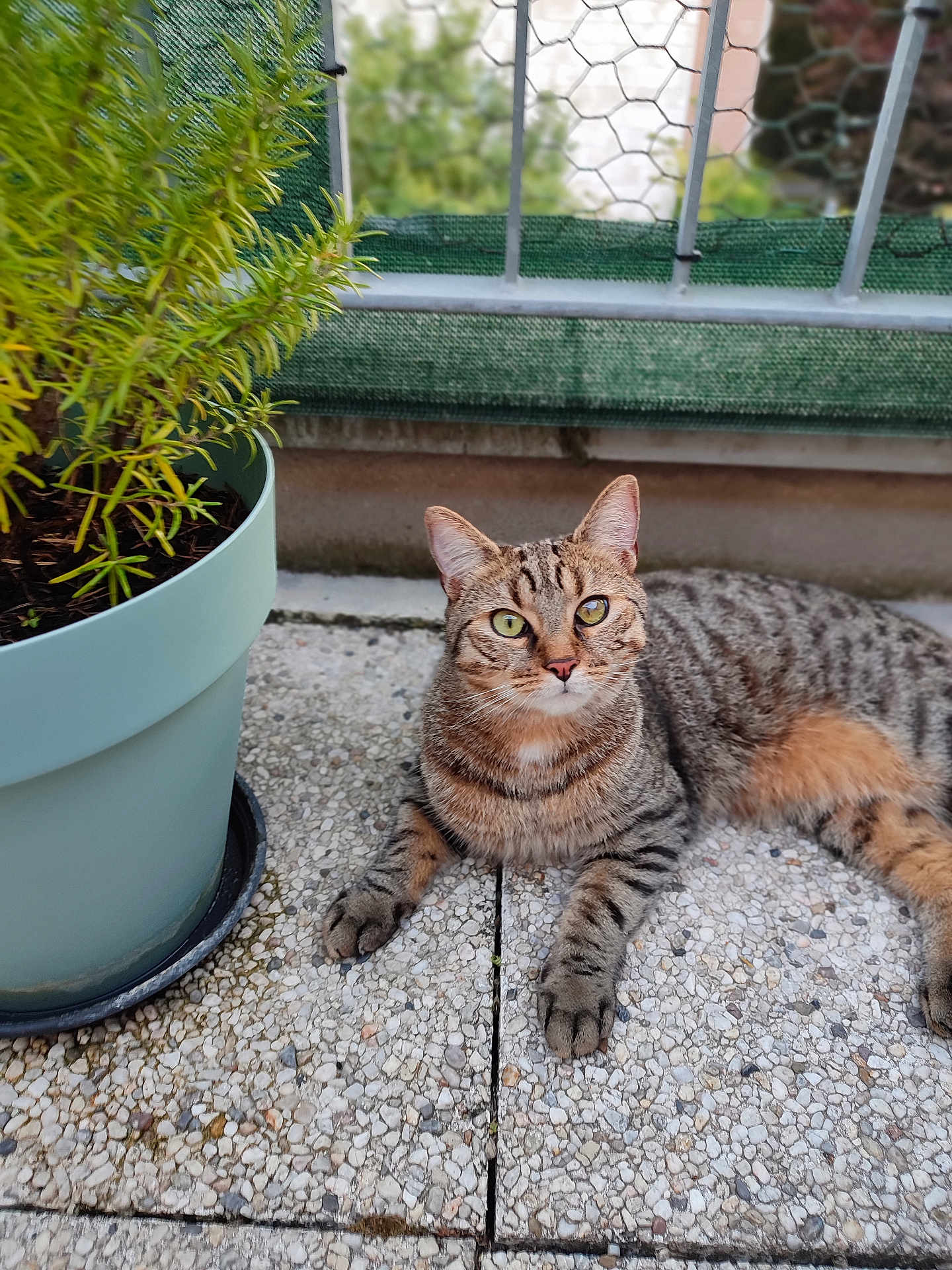 Oscar