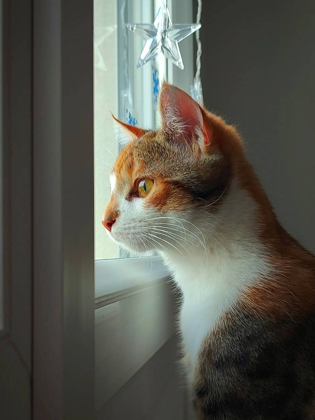 Thalia participe au concours pour gagner de l'argent avec cette photo : carnivore, cat, comfort, domestic_short_haired_cat, fawn, felidae, fur, glass, mammal, paw, small_to_medium_sized_cats, snout, tail, vertebrate, whiskers, window, window_covering, wood