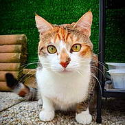 Thalia participe au concours pour gagner de l'argent avec cette photo : cat, calico_cat, pet, animal, curious, outdoor, green_background, pebble_floor, close_up, whiskers, ears, paws, feline, cute, alert, domestic_cat, tail, looking_at_camera, fur, nature