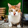 cat, calico_cat, pet, animal, curious, outdoor, green_background, pebble_floor, close_up, whiskers, ears, paws, feline, cute, alert, domestic_cat, tail, looking_at_camera, fur, nature