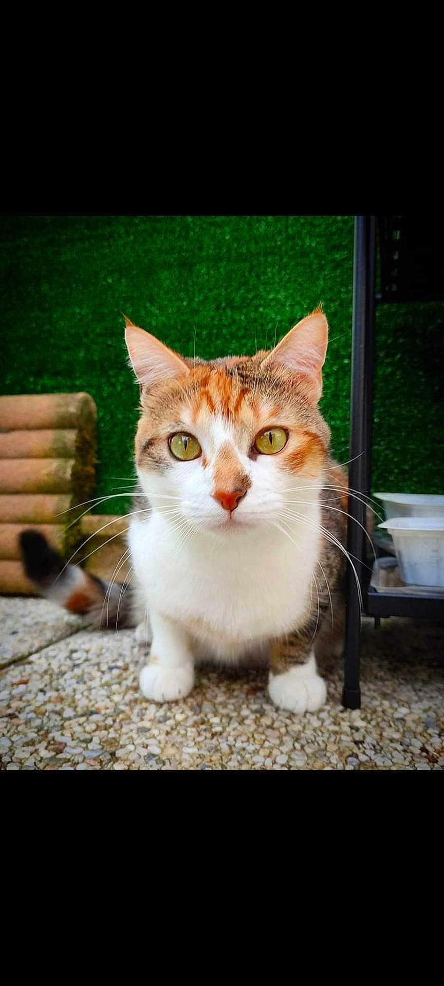 Thalia participe au concours pour gagner de l'argent avec cette photo : cat, calico_cat, pet, animal, curious, outdoor, green_background, pebble_floor, close_up, whiskers, ears, paws, feline, cute, alert, domestic_cat, tail, looking_at_camera, fur, nature