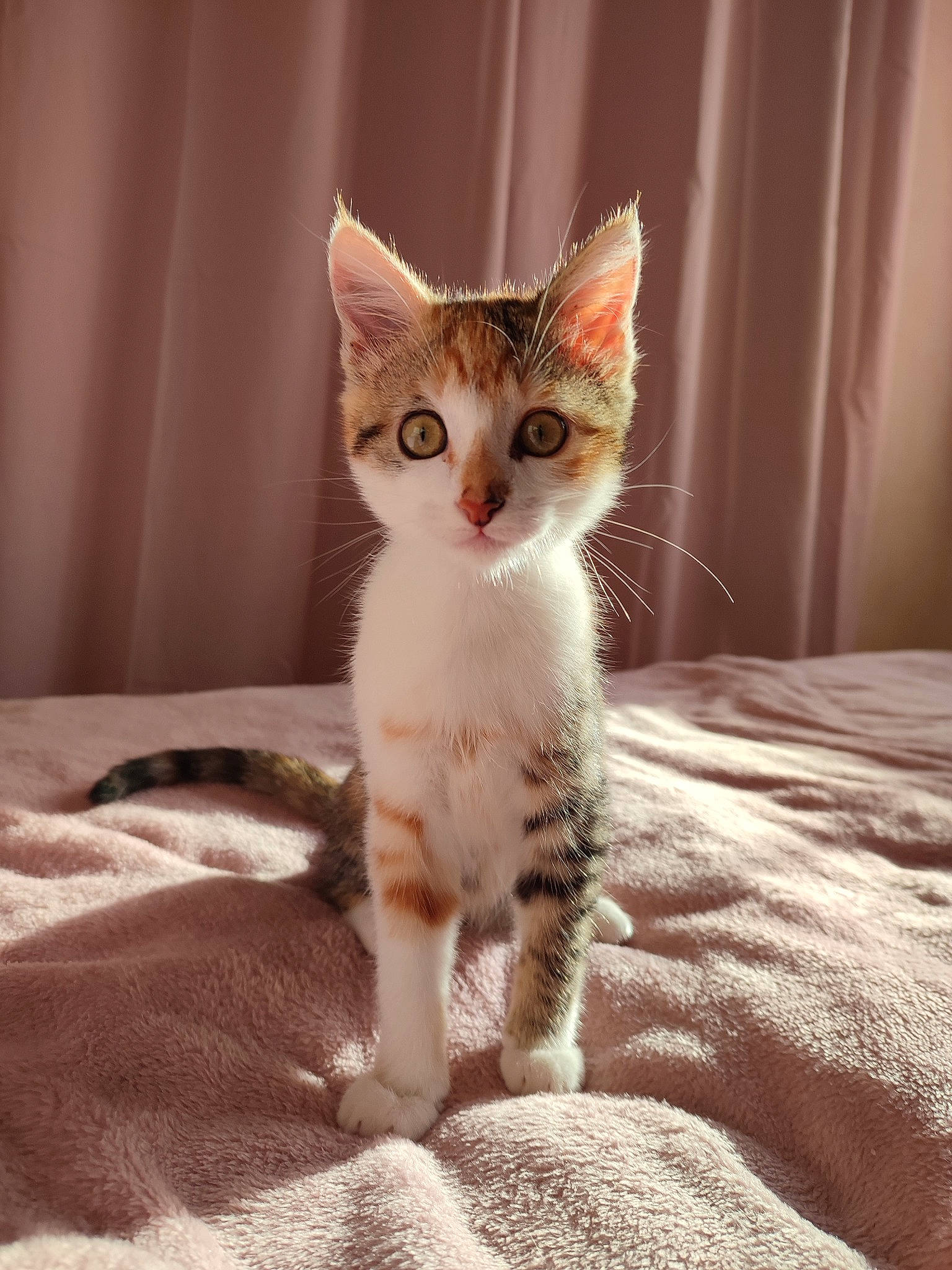 Thalia a rejoint le concours — aidez-le/la à gagner de superbes lots ! carnivore, cat, claw, comfort, domestic_short_haired_cat, fawn, felidae, foot, fur, linens, paw, pet_supply, sitting, small_to_medium_sized_cats, snout, tail, terrestrial_animal, whiskers, wood