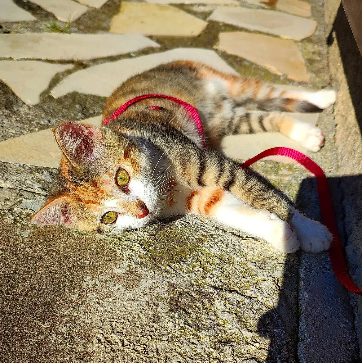 Thalia a rejoint le concours — aidez-le/la à gagner de superbes lots ! carnivore, cat, claw, comfort, domestic_short_haired_cat, eye, fawn, felidae, foot, fur, grass, human_leg, nap, paw, small_to_medium_sized_cats, snout, tail, terrestrial_animal, tree, whiskers