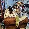 Queenie Blue is registered to the contest to win money with this photo: alert, animal, blanket, brown, companion, couch, curtains, decor, dog, flowers, furniture, home, indoor, large_dog, living_room, pet, photography, portrait, small_dog, window