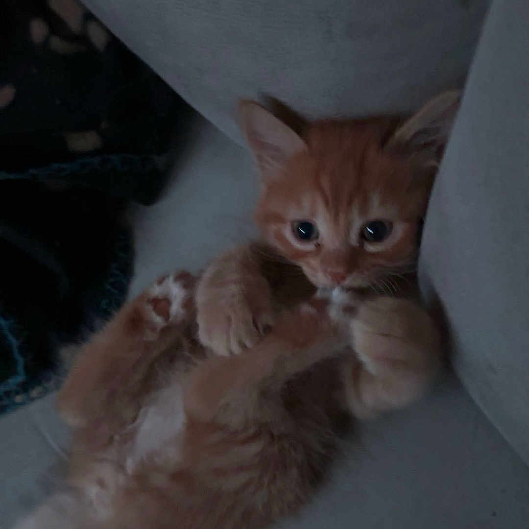 Kiara a rejoint le concours — aidez-le/la à gagner de superbes lots ! kitten, cat, orange_cat, pet, cute, feline, indoor, couch, cozy, small, young, fur, paw, relaxed, home, animal, playful, curious, resting, soft