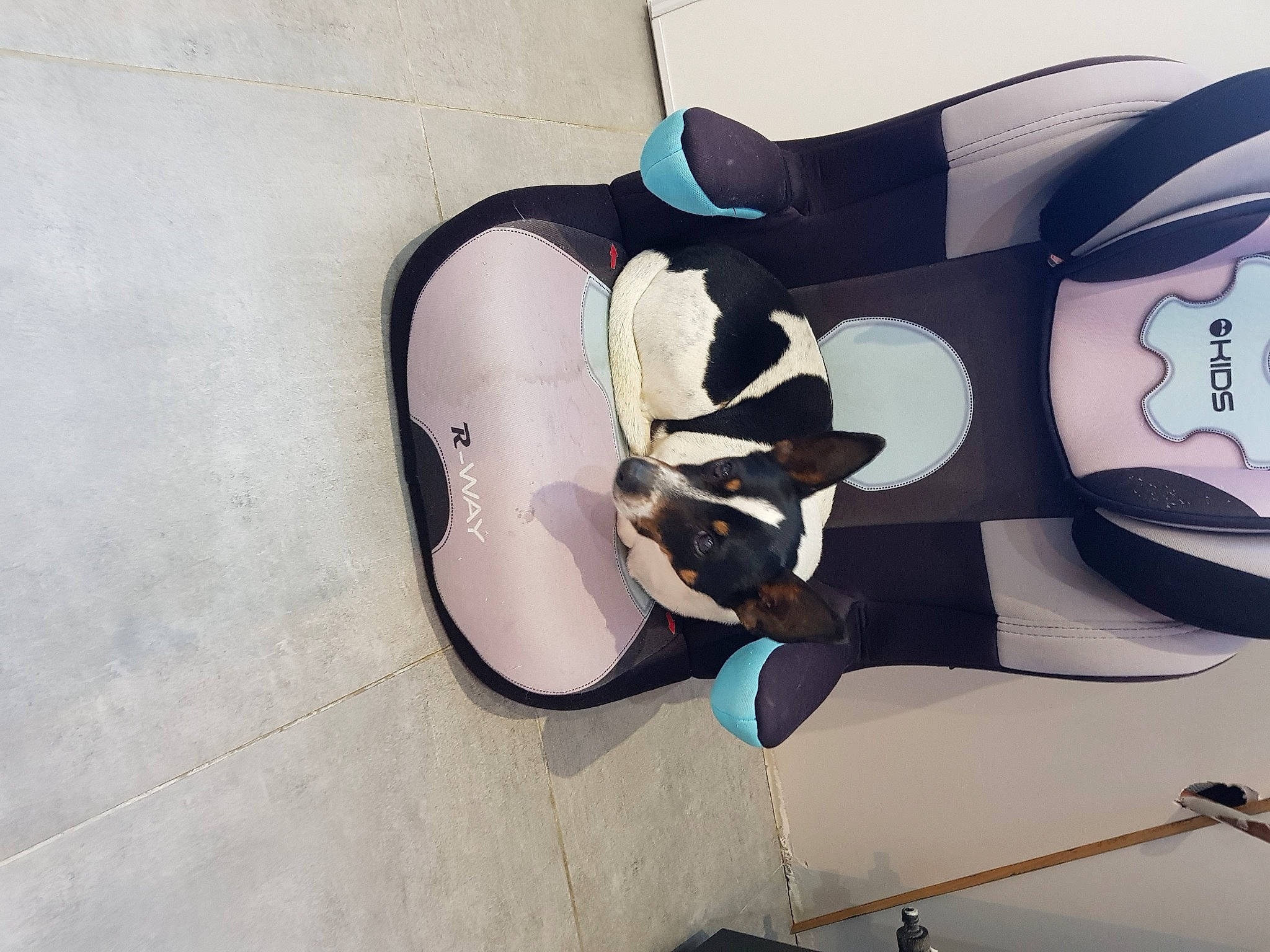 Joker participe au concours pour gagner de l'argent avec cette photo : art, auto_part, automotive_design, carmine, circle, electric_blue, fictional_character, flooring, font, graffiti, graphics, paint, pattern, personal_protective_equipment, rim, shadow, visual_arts, wing