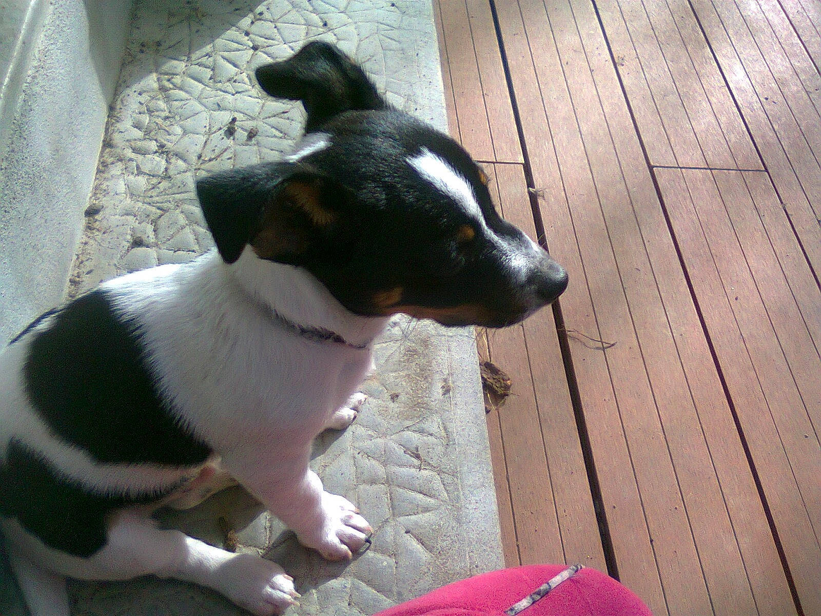 Joker a rejoint le concours — aidez-le/la à gagner de superbes lots ! carnivore, chilean_fox_terrier, collar, companion_dog, dog, dog_breed, dog_collar, flooring, hardwood, pet_supply, plank, tail, terrier, varnish, whiskers, wood, wood_flooring, wood_stain, working_animal, working_dog