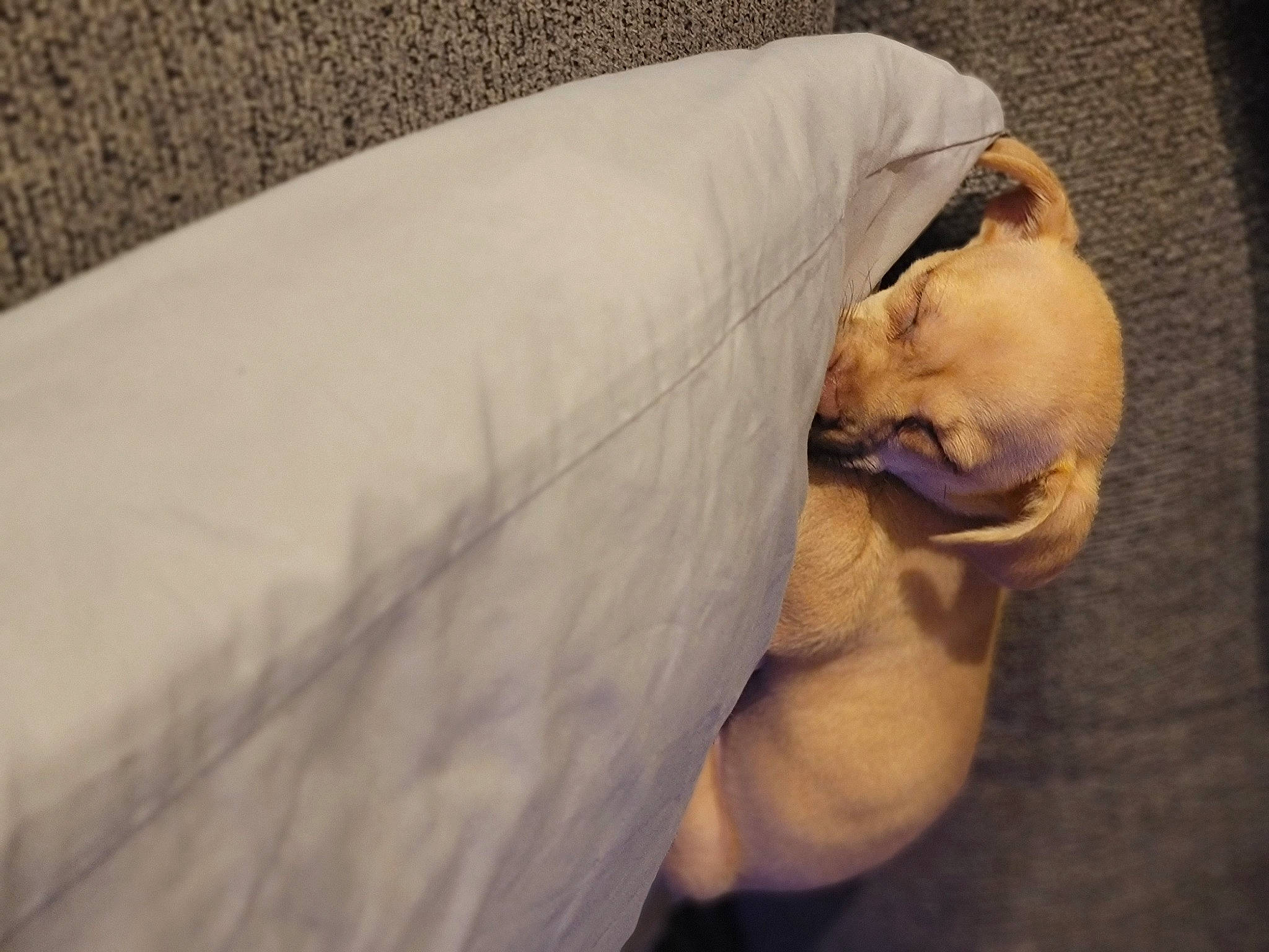 Jeanie is registered to the contest to win money with this photo: abdomen, canidae, carnivore, chest, comfort, companion_dog, dog, dog_breed, fawn, felidae, human_leg, knee, linens, snout, sporting_group, toy_dog, trunk, whiskers, wood, wrinkle