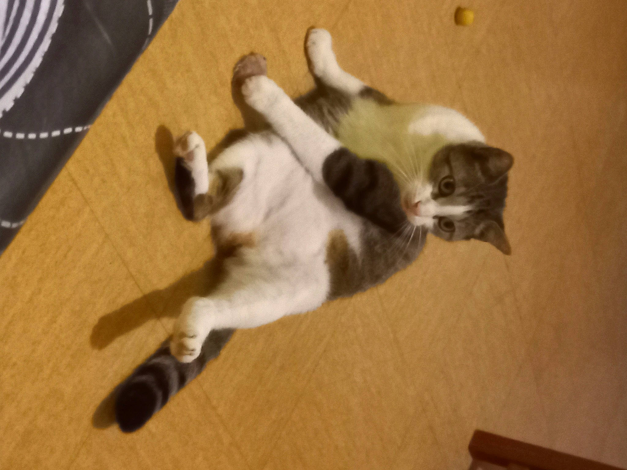 Morphée participe au concours pour gagner de l'argent avec cette photo : balinese, canidae, carnivore, cat, comfort, companion_dog, dog_breed, domestic_short_haired_cat, fawn, felidae, floor, flooring, fur, hardwood, paw, room, small_to_medium_sized_cats, tail, whiskers, wood