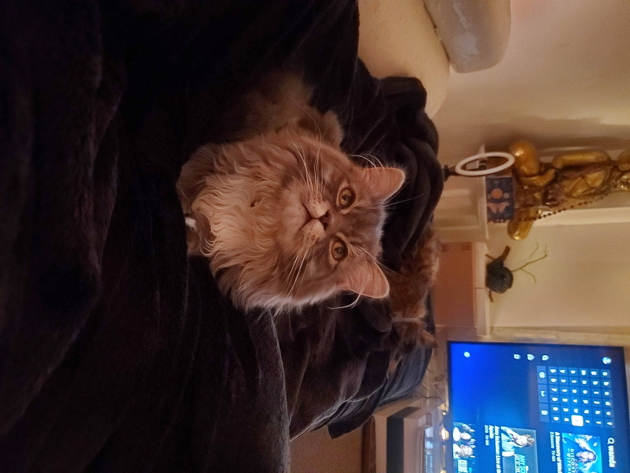 Panchito is registered to the contest to win money with this photo: carnivore, cat, claw, comfort, display_device, domestic_short_haired_cat, electric_blue, felidae, fur, machine, plant, room, small_to_medium_sized_cats, tail, television, whiskers, wood