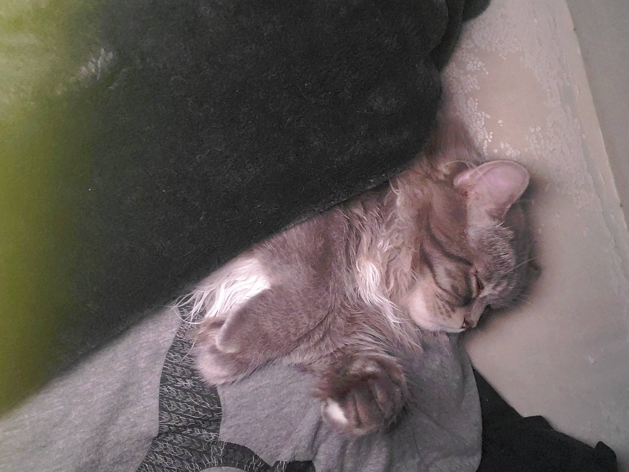 Panchito is registered to the contest to win money with this photo: carnivore, cat, claw, comfort, darkness, domestic_short_haired_cat, ear, felidae, fur, paw, small_to_medium_sized_cats, snout, tail, whiskers