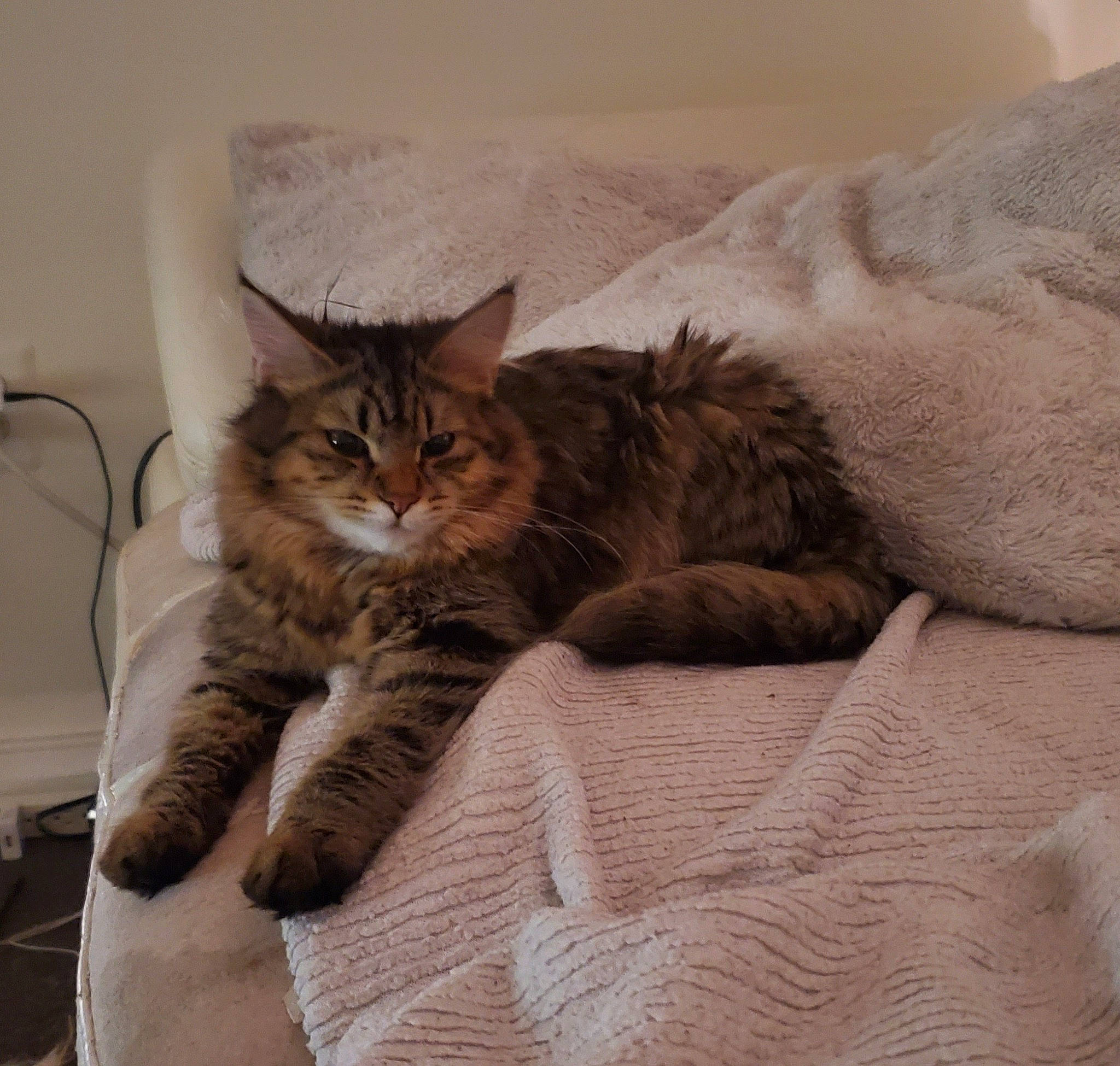 Vespertine is registered to the contest to win money with this photo: bed, bed_sheet, bedding, carnivore, cat, claw, comfort, domestic_short_haired_cat, felidae, fur, grey, hardwood, linens, paw, room, small_to_medium_sized_cats, tail, terrestrial_animal, whiskers, wood