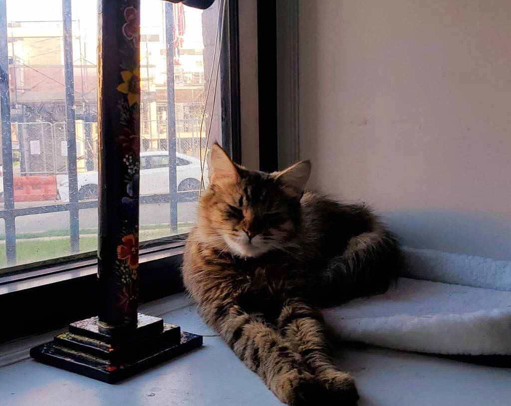 Vespertine joined the competition — help win amazing prizes! carnivore, cat, comfort, couch, curtain, domestic_short_haired_cat, fawn, felidae, flooring, fur, hardwood, house, plant, sitting, small_to_medium_sized_cats, tail, tree, whiskers, window, wood