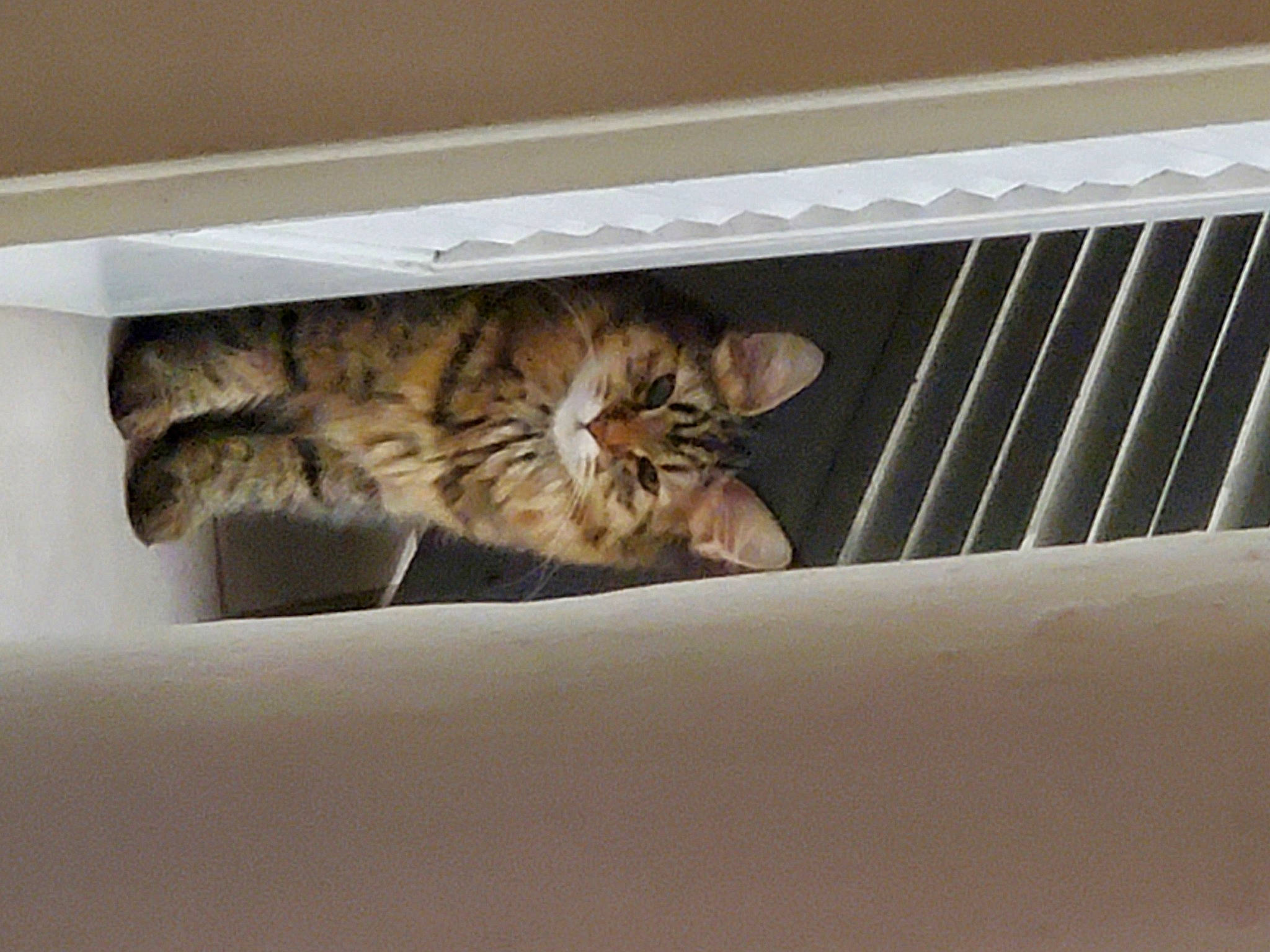 Vespertine is registered to the contest to win money with this photo: animal_shelter, box, carnivore, cat, cat_supply, comfort, domestic_short_haired_cat, fawn, felidae, fur, hardwood, paw, pet_supply, rectangle, room, small_to_medium_sized_cats, tail, terrestrial_animal, whiskers, wood