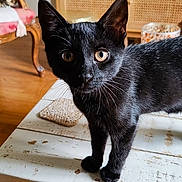 Zola participe au concours pour gagner de l'argent avec cette photo : abyssinian, animal, architecture, blackcat, building, cat, chair, desk, furniture, hardwood, indoors, interiordesign, kitten, livingroom, manx, pet, plywood, room, table, wood