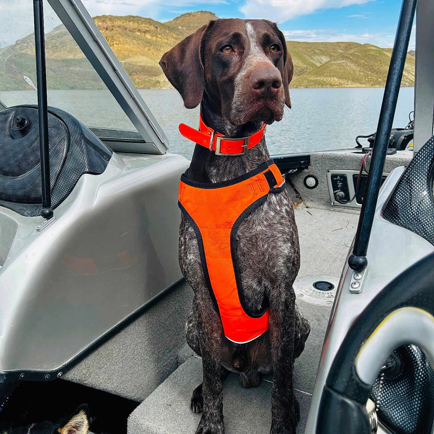 Ryker joined the competition — help win amazing prizes! accessories, alloywheel, animal, belt, canine, car, carwheel, clothing, dog, hound, lifejacket, machine, outdoors, pet, pointer, spoke, tire, transportation, vehicle, vest