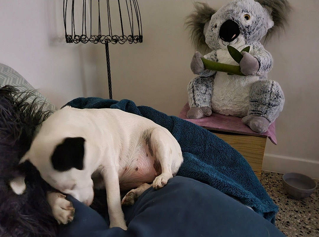 Ielle a rejoint le concours — aidez-le/la à gagner de superbes lots ! audio_equipment, bedding, canidae, carnivore, comfort, companion_dog, couch, dog, dog_breed, fur, grey, linens, mammal, room, snout, sporting_group, textile, toy, vertebrate, working_animal