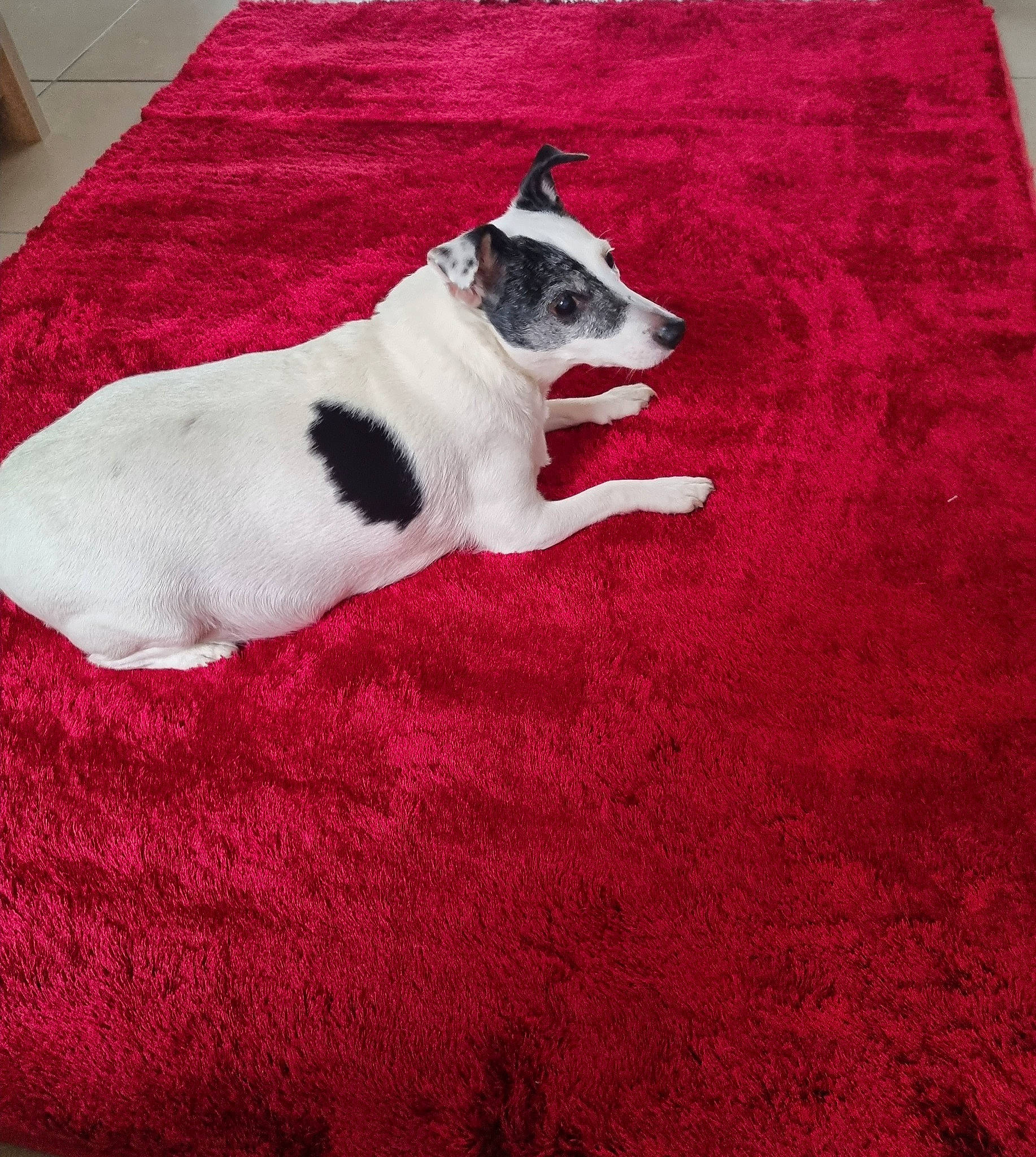 Ielle participe au concours pour gagner de l'argent avec cette photo : carmine, carnivore, carpet, comfort, companion_dog, dog, dog_breed, fawn, felidae, floor, flooring, fur, grey, hardwood, linens, pattern, paw, small_to_medium_sized_cats, tail, wood