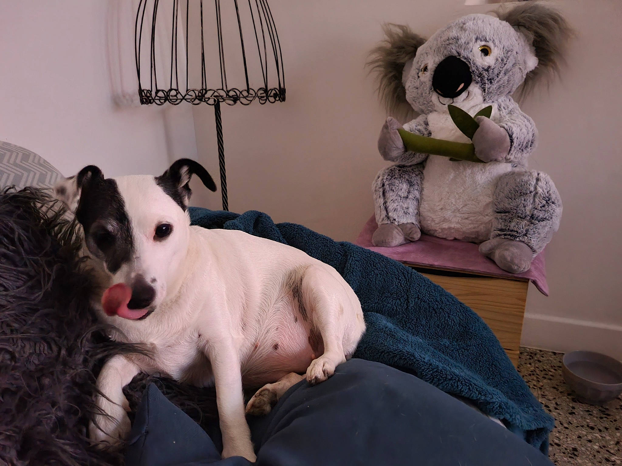 Ielle a rejoint le concours — aidez-le/la à gagner de superbes lots ! bedding, bull_terrier, canidae, carnivore, comfort, companion_dog, couch, dog, dog_breed, fawn, fur, grey, lamp, linens, sporting_group, stuffed_toy, terrestrial_animal, toy, whiskers, working_animal