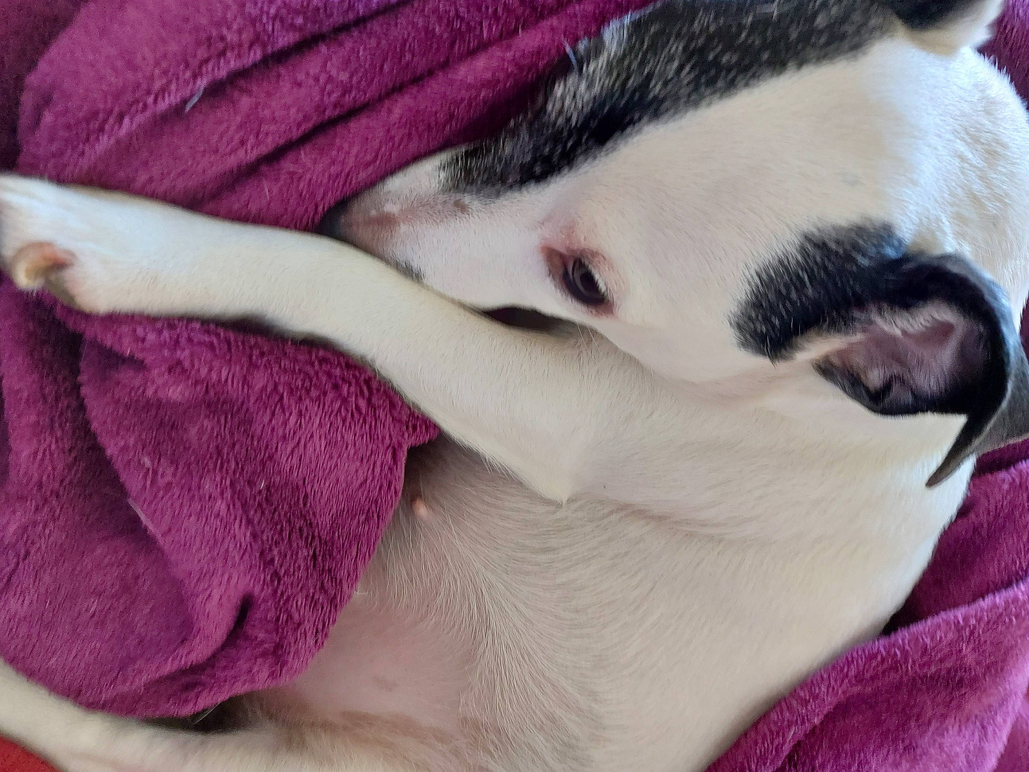 Ielle participe au concours pour gagner de l'argent avec cette photo : beard, carnivore, close_up, comfort, companion_dog, dog, dog_breed, eyelash, fawn, felidae, human_leg, magenta, paw, pink, purple, selfie, small_to_medium_sized_cats, snout, textile, whiskers