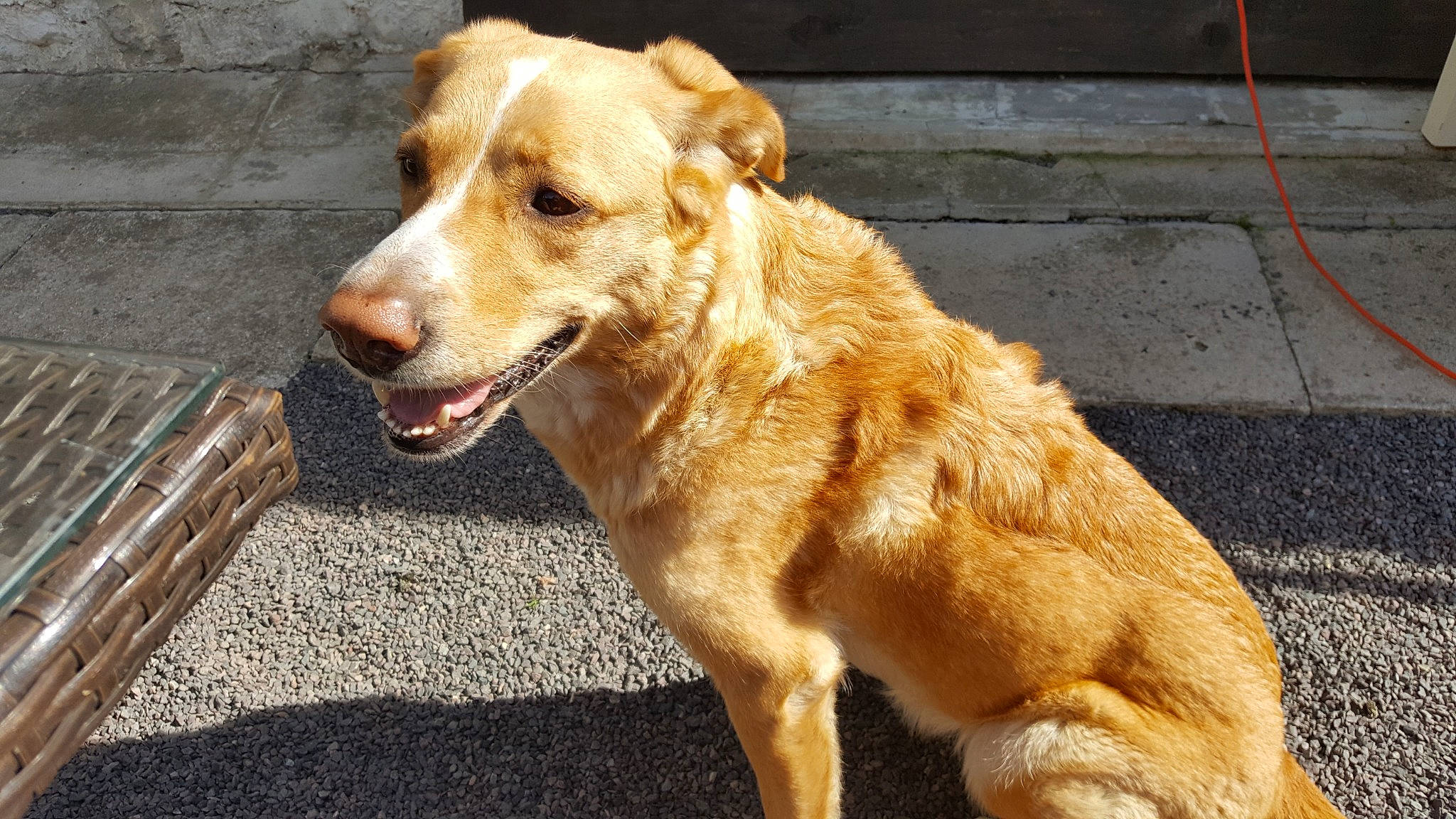 Hina participe au concours pour gagner de l'argent avec cette photo : canidae, carnivore, collar, companion_dog, dog, dog_breed, dog_collar, fawn, fur, golden_retriever, gun_dog, leash, paw, pet_supply, retriever, road_surface, snout, sporting_group, tail, whiskers