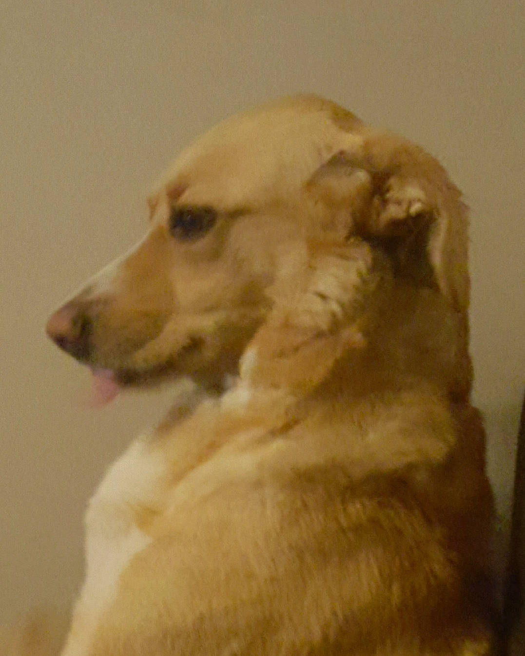 Hina participe au concours pour gagner de l'argent avec cette photo : canidae, carnivore, companion_dog, dog, dog_breed, ear, eye, fawn, fur, sporting_group, terrestrial_animal, whiskers, working_animal