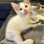 Lilly joined the competition — help win amazing prizes! kitten, cat, white_fur, grey_fur, tongue_out, blanket, cozy, indoor, couch, pillow, pet, young_animal, cute, playful, feline, fur, animal, domestic, resting, closeup