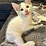 kitten, cat, white_fur, grey_fur, tongue_out, blanket, cozy, indoor, couch, pillow, pet, young_animal, cute, playful, feline, fur, animal, domestic, resting, closeup